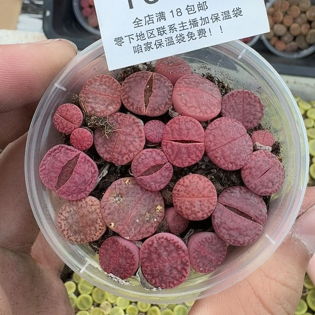 石***盔1960哈哈哈哈哈哈哈哈哈