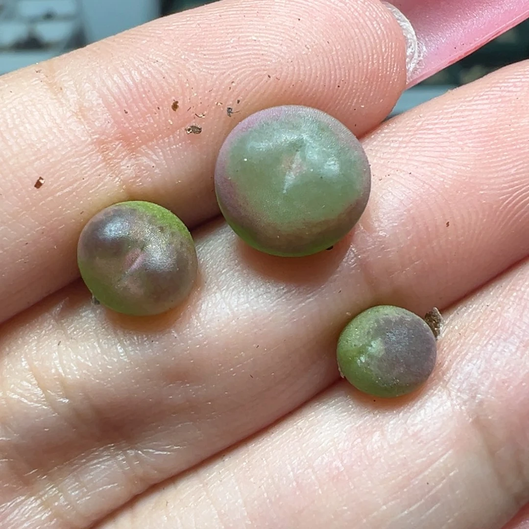 茶***手慕斯杂粉乔杂粉大王 甜杏杂慕斯 慕斯杂拉洞