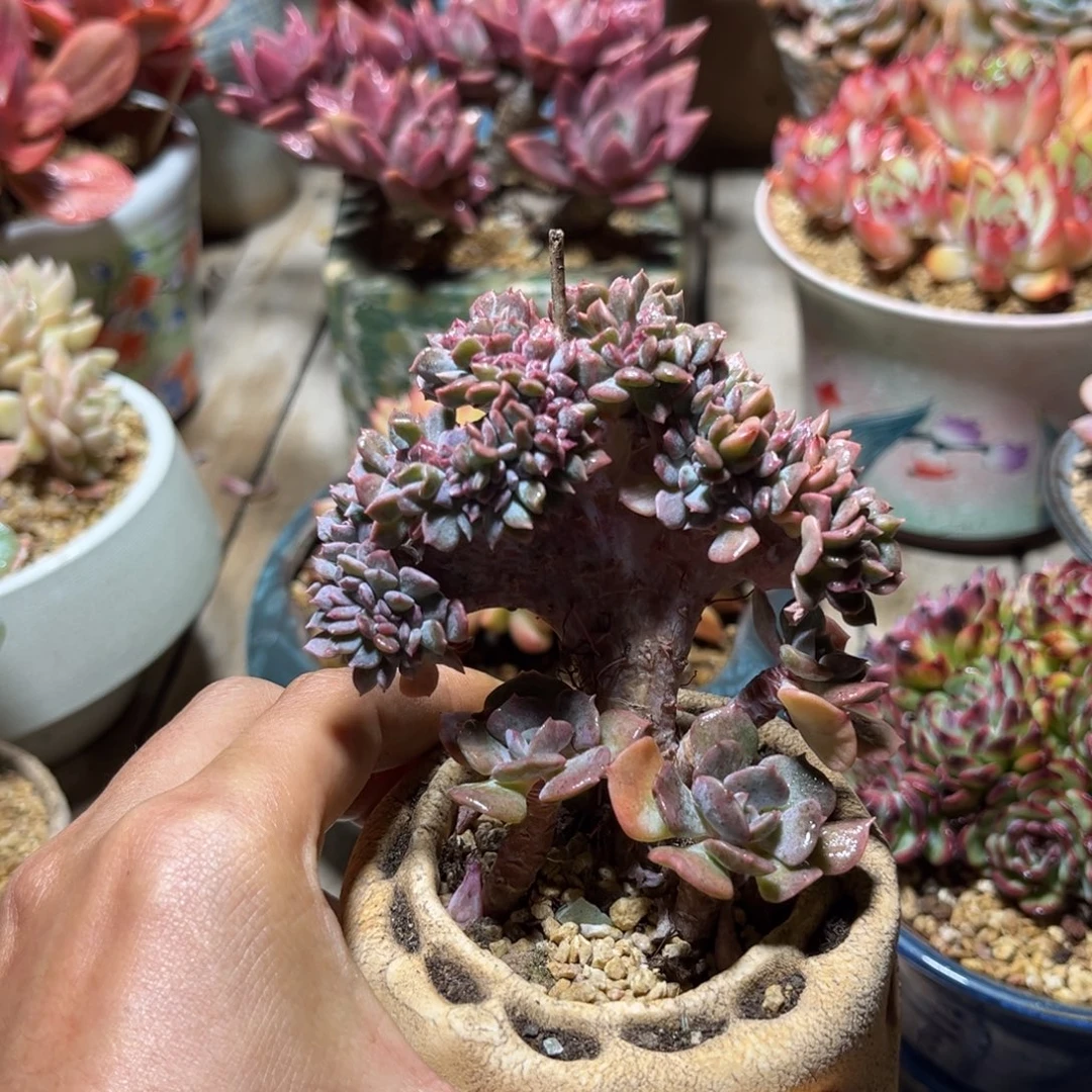 雪精灵缀多肉植物rinvnv