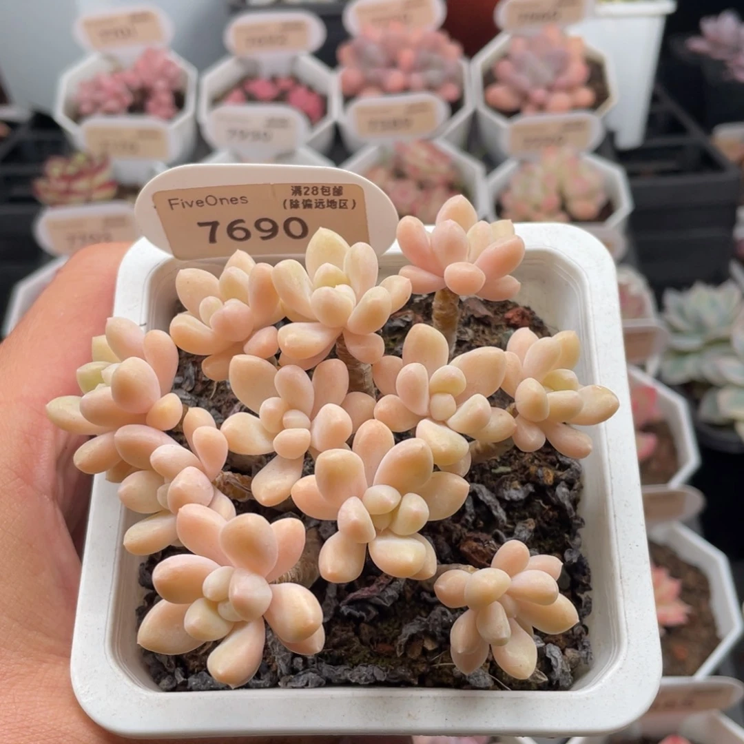 奶酪蛋糕7690-10厘米