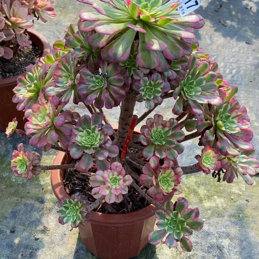 217祝融有瑕疵福利