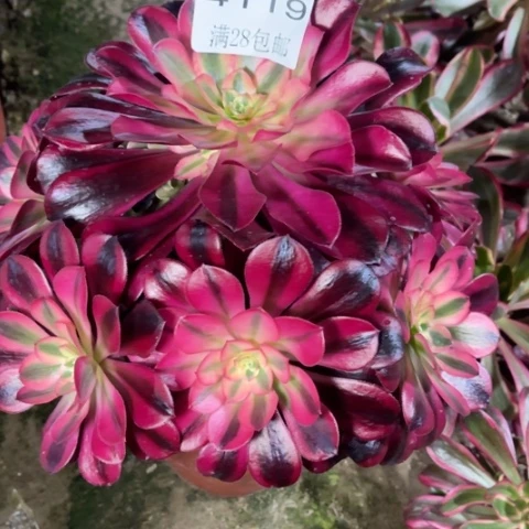 美杜莎多肉多肉4119