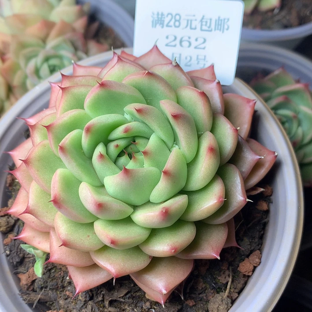 【闪购商品】云262号