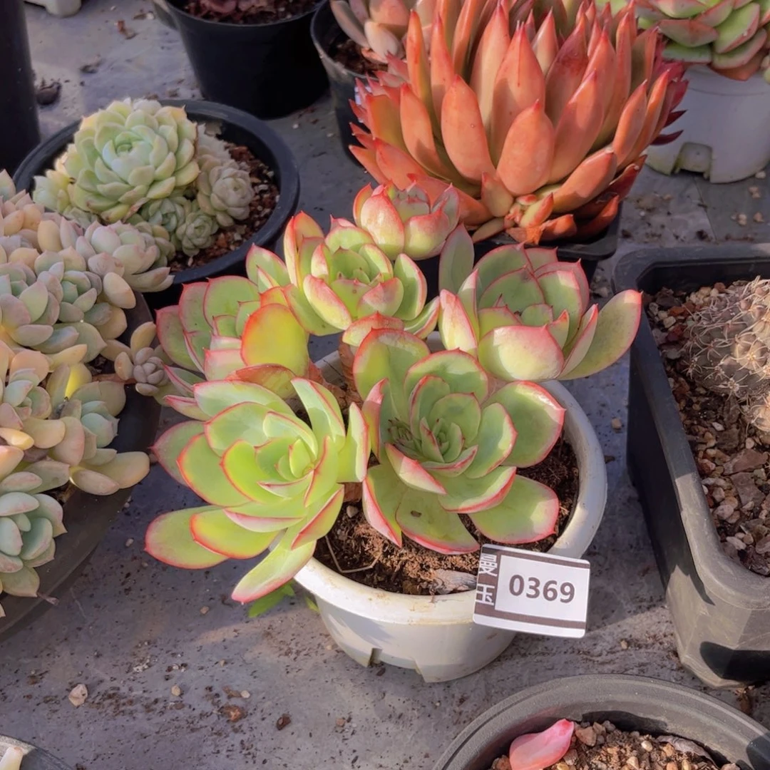 牡丹亭多肉植物0369