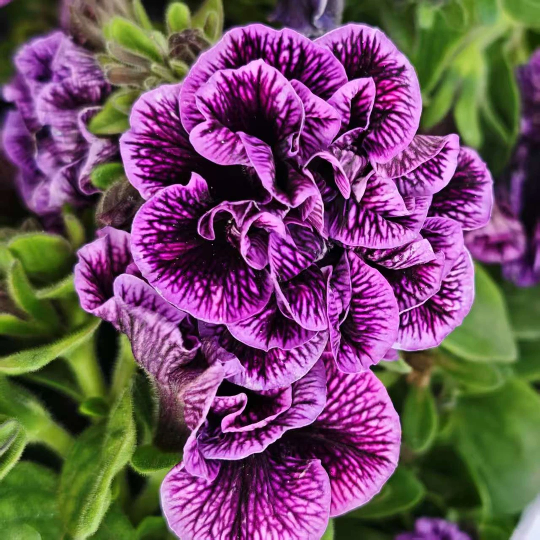 MC【矮脚牵牛】花期长花苞多 耐热耐寒 皮实好养