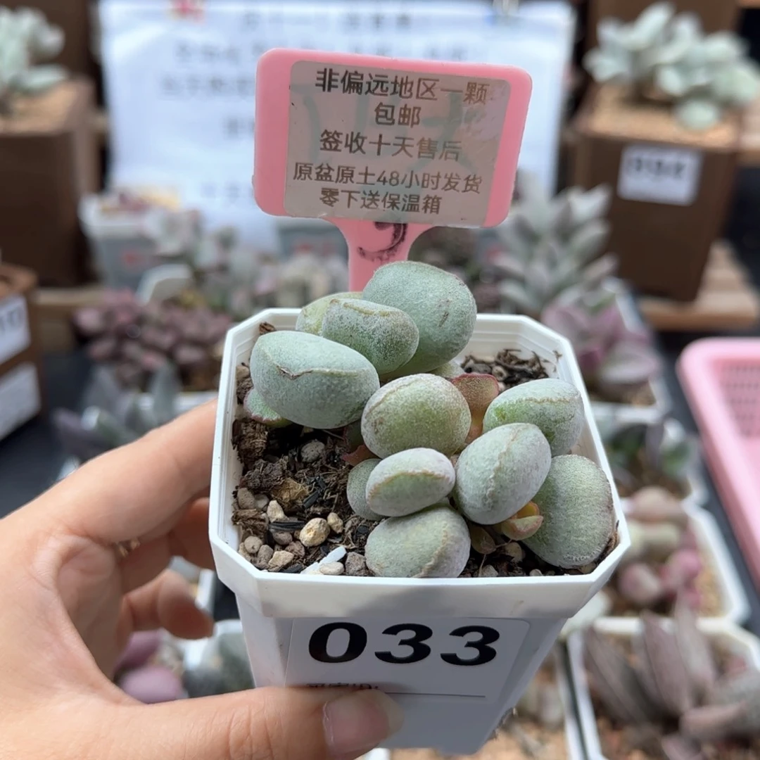 033硬叶白蛋多肉植物