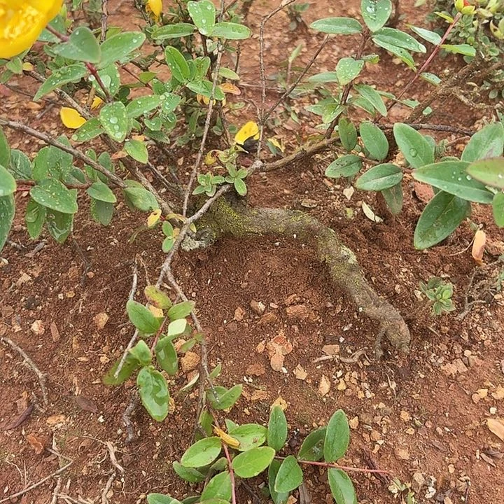 当前无花栽培后可以开花