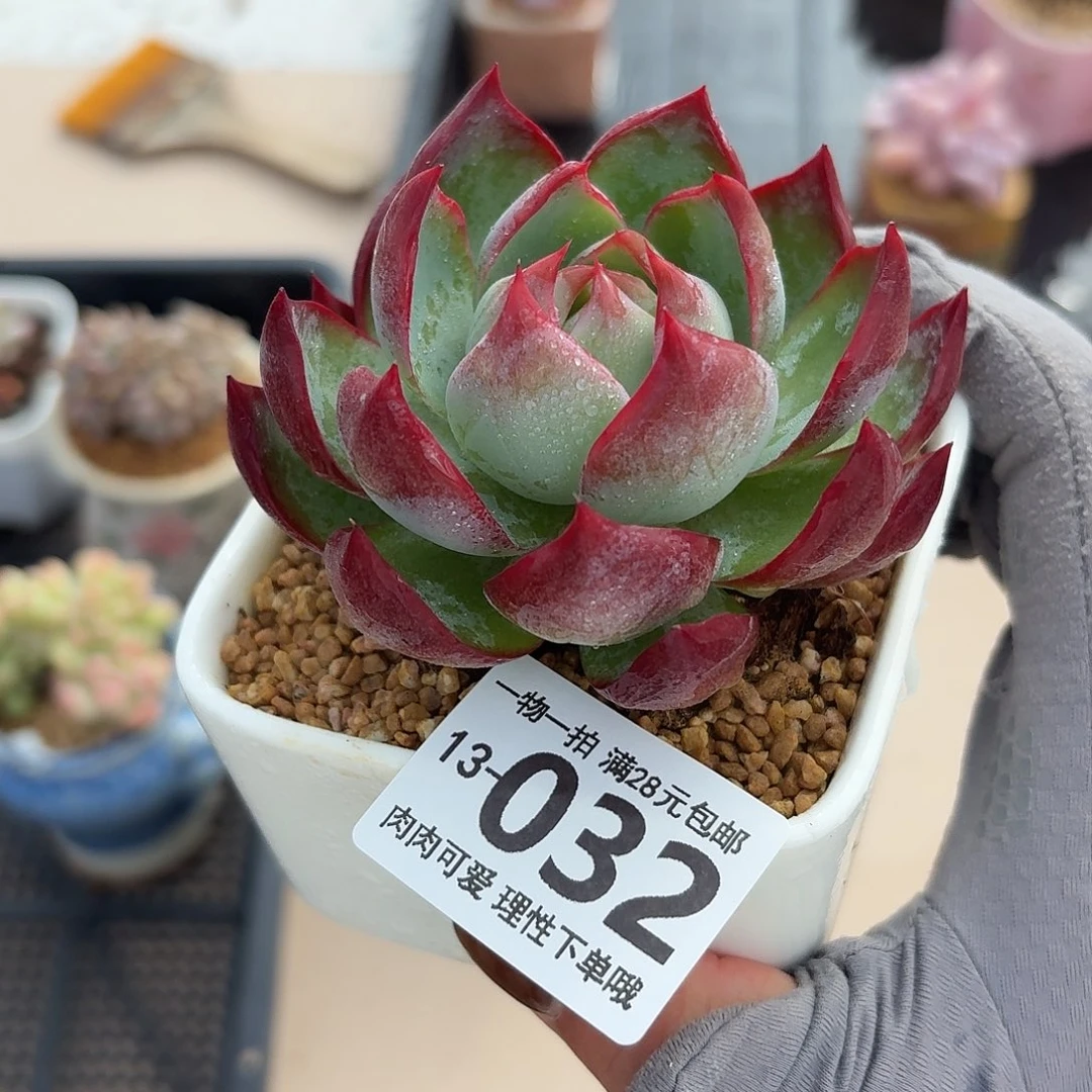 惊鸿多肉无盆土发货无盆土发货无