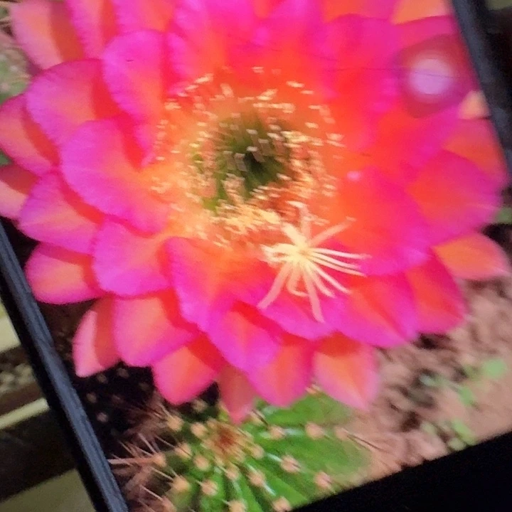 达加体侧芽5公分毛花柱