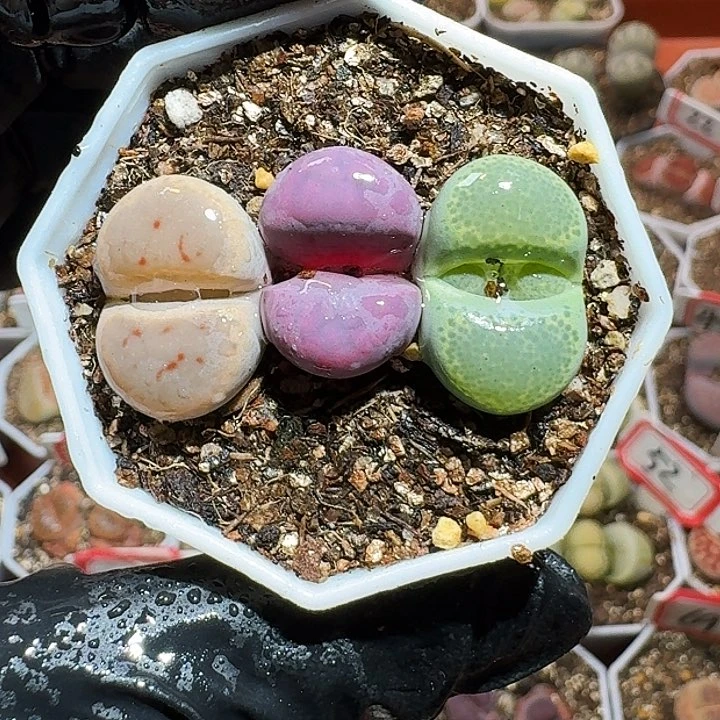生石花23:：：。  133