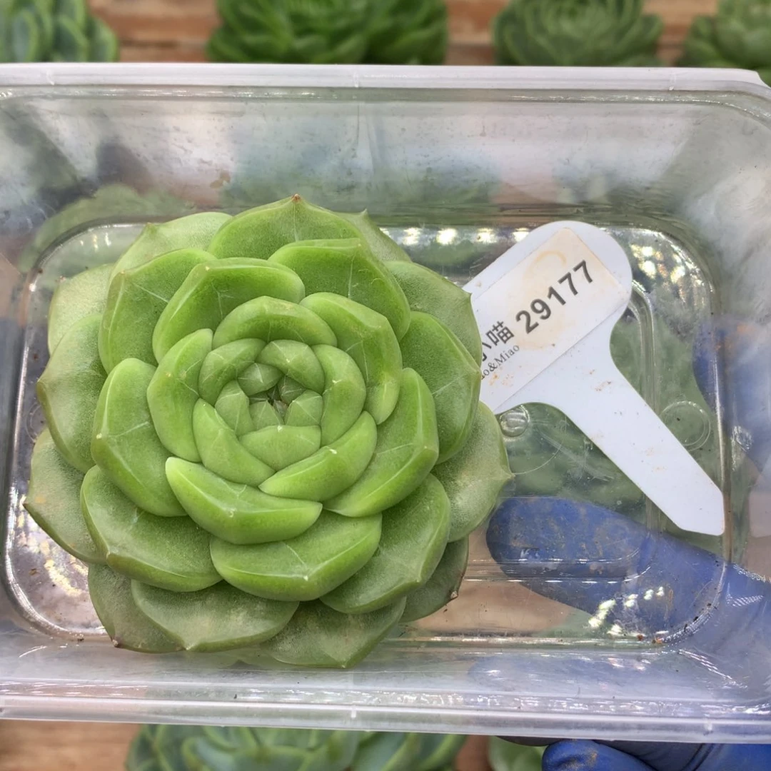 飞***鱼多肉植物杂交珍妮