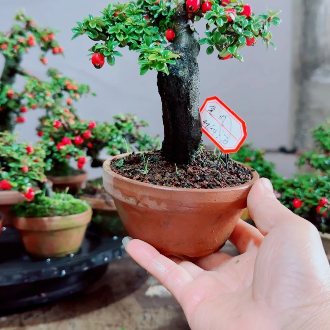 逸***风白花小叶珍珠栒子