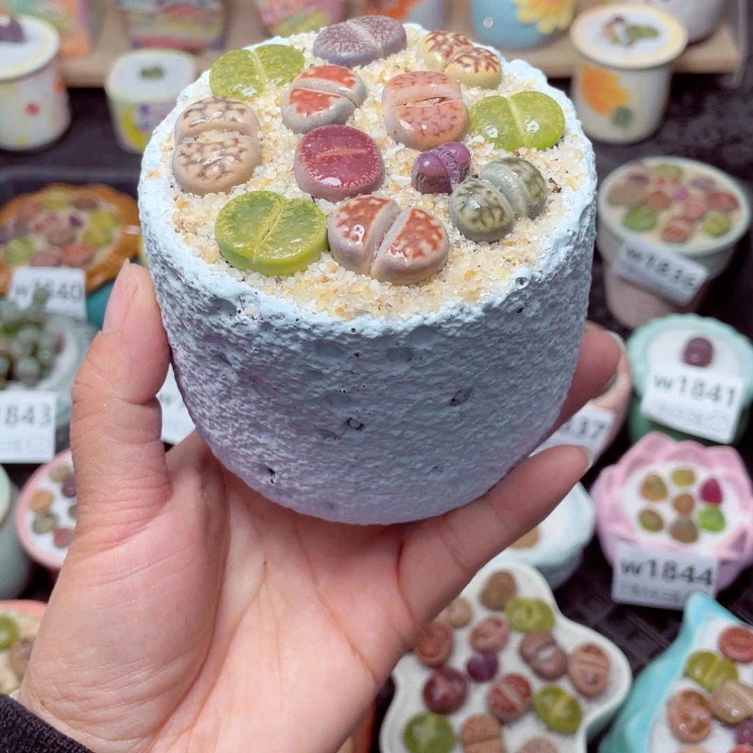 w1853 带盆土发货-零下地区拍保温箱