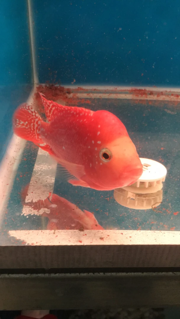 罗汉鱼，拍，鱼专用