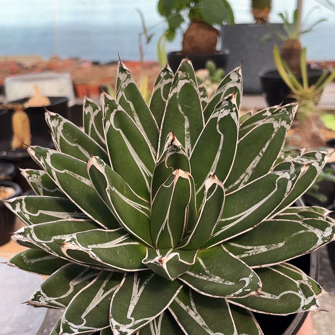 66666666666666666666