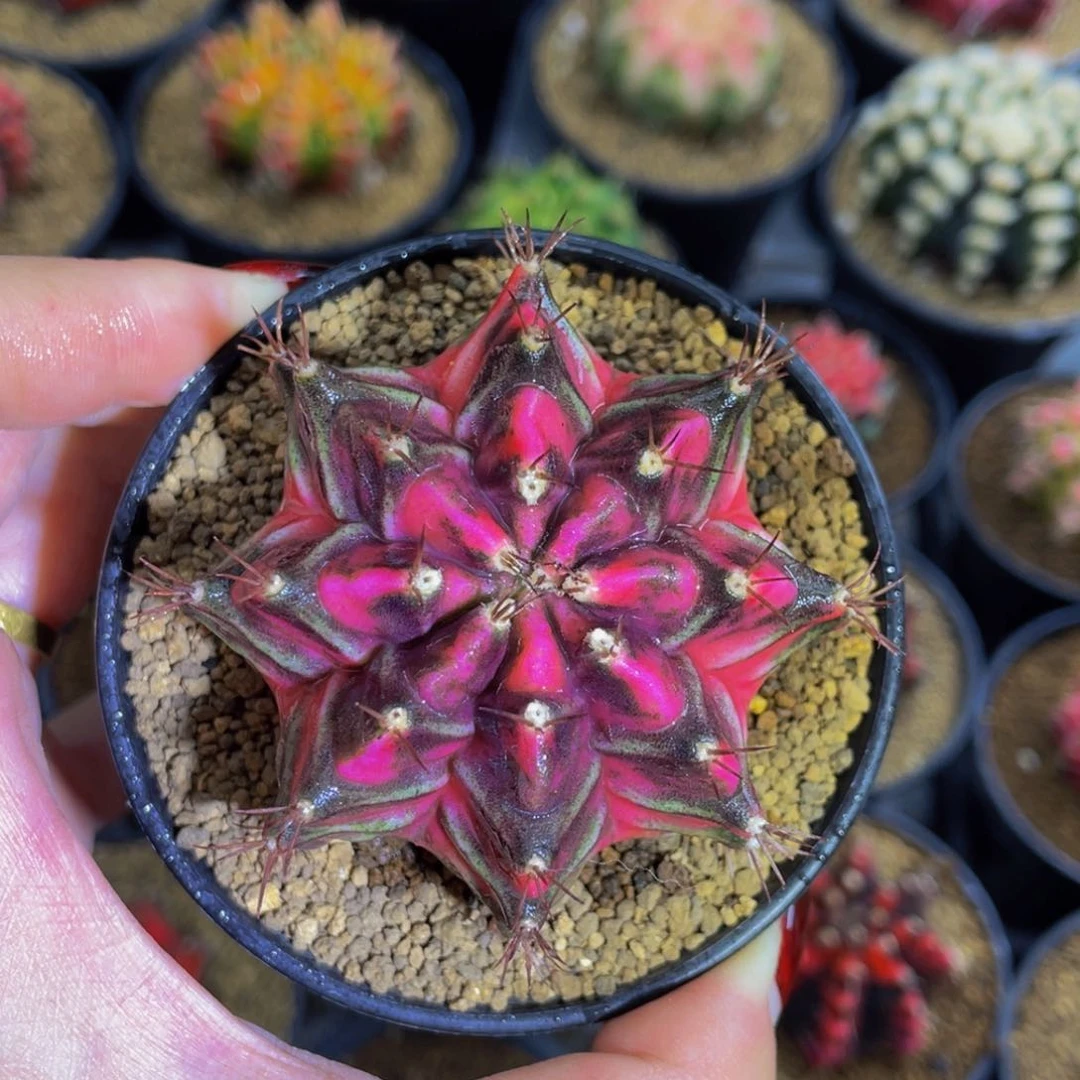 米哈星球000000000000888