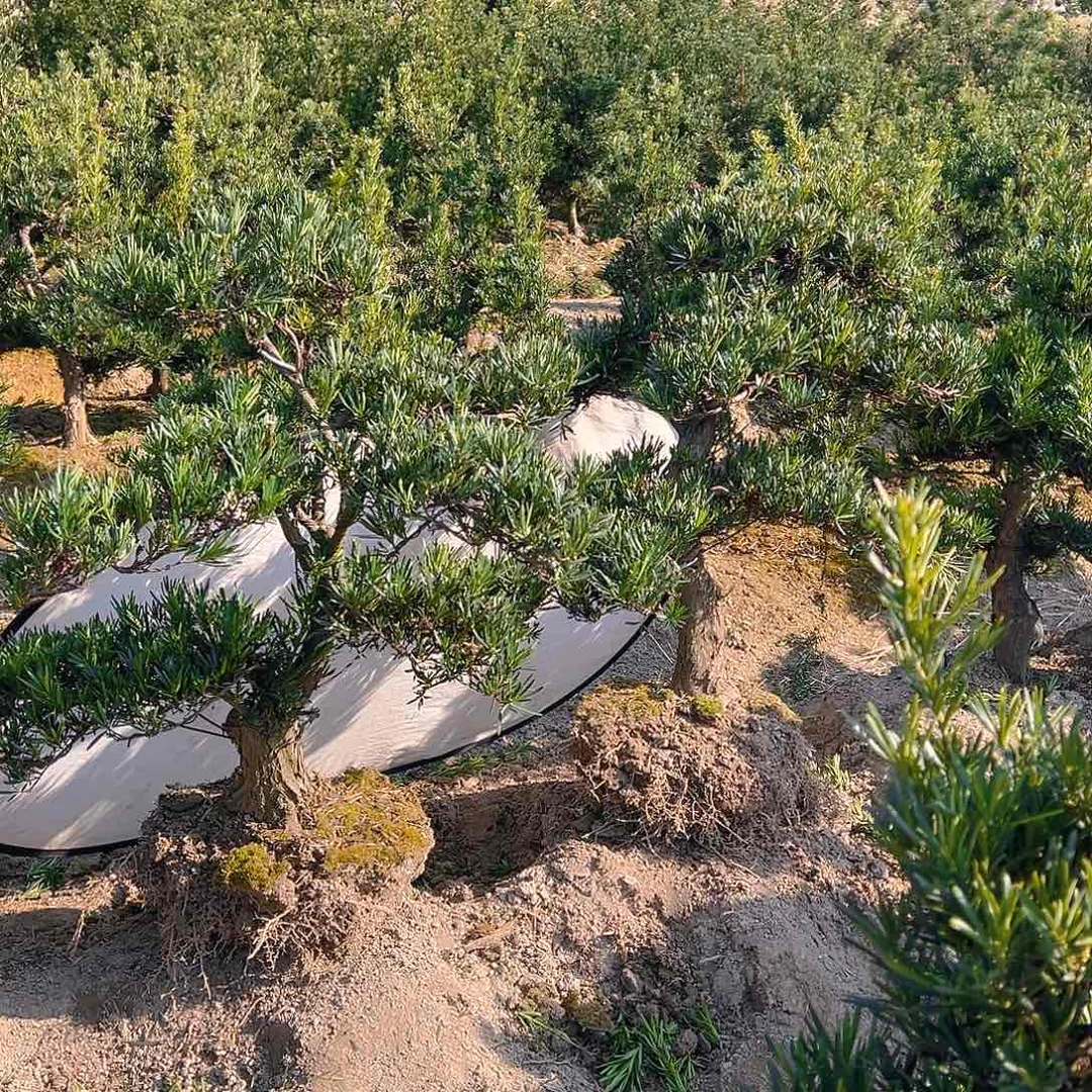 雕****景小叶雀舌罗汉松