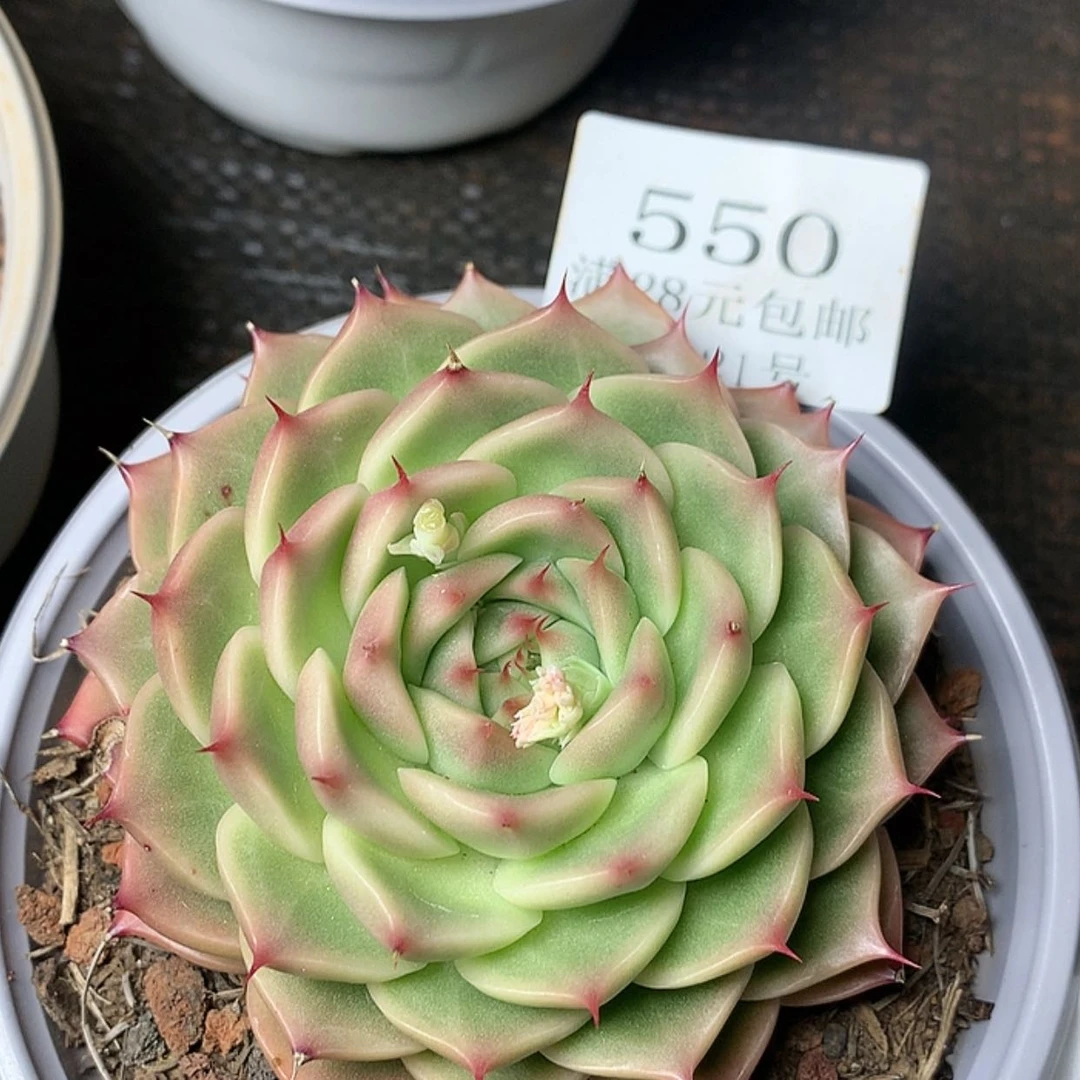 【闪购商品】云550