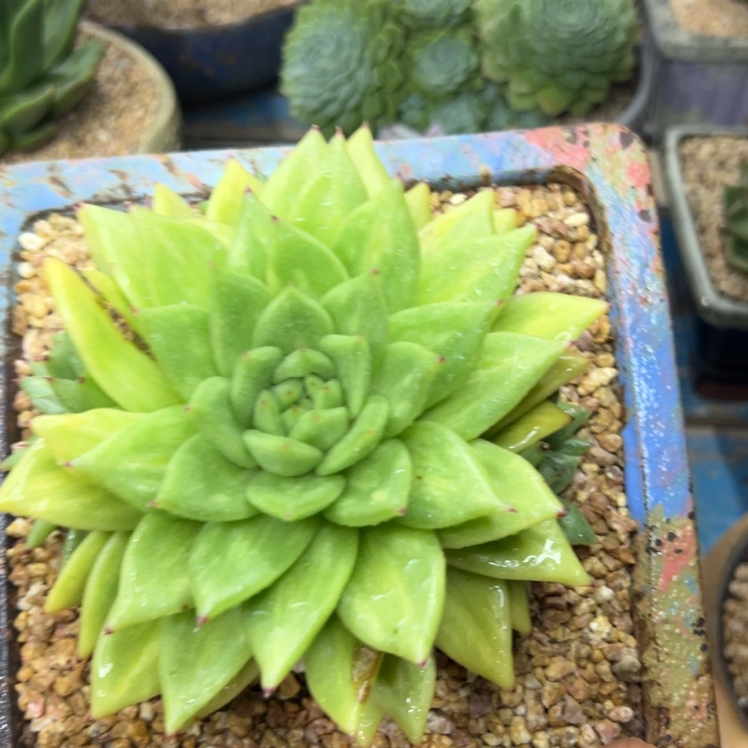 多肉植物一物一拍2