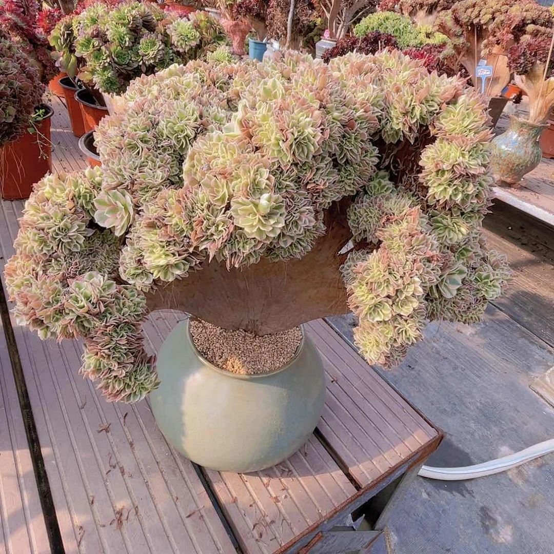 【闪购商品】无花朵女巫