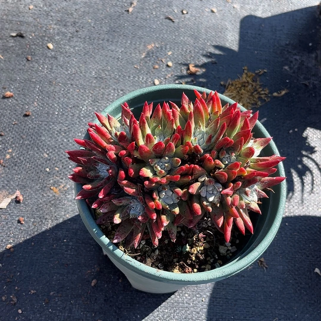 小鹿多肉一物一拍