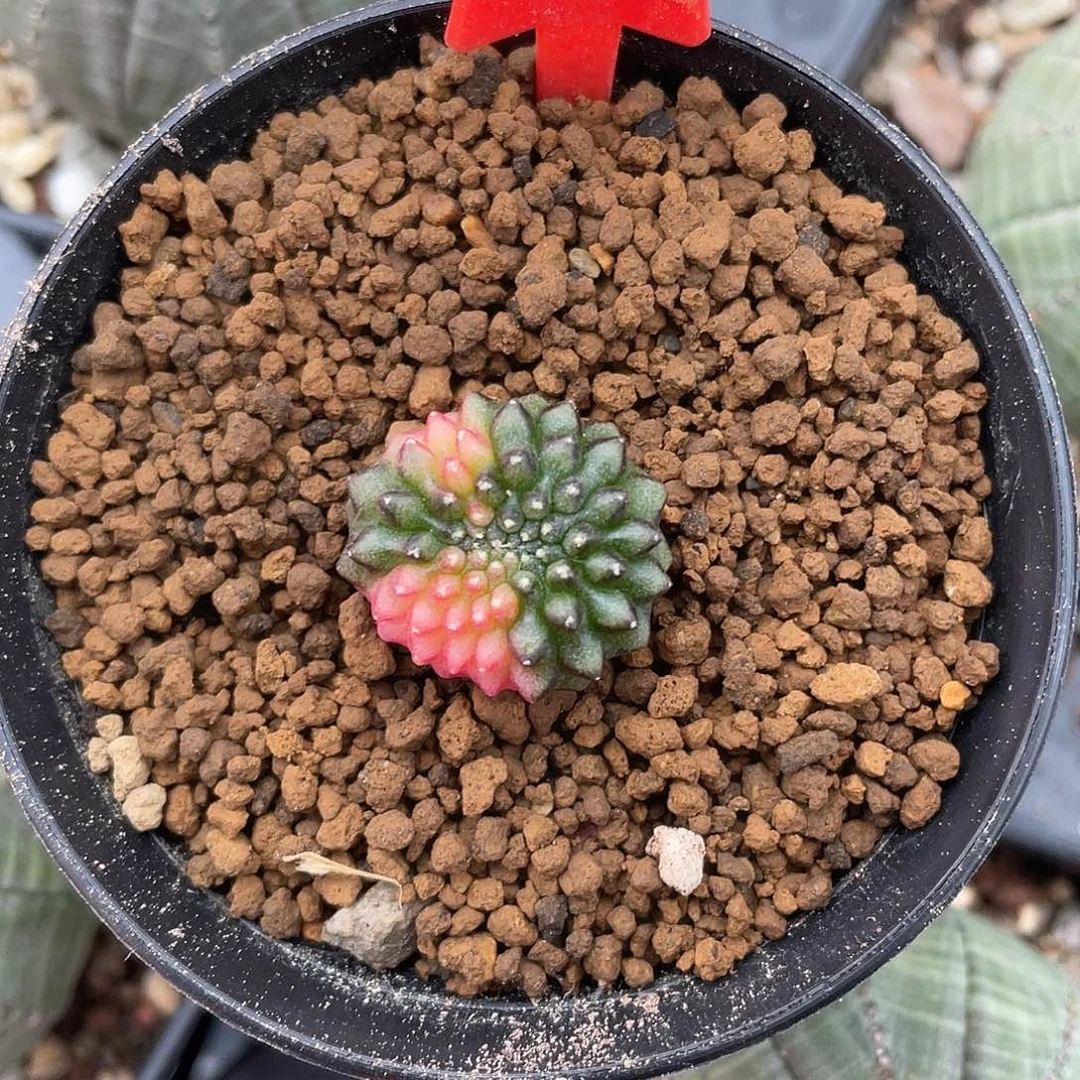 1-21貘缀化1.9厘米