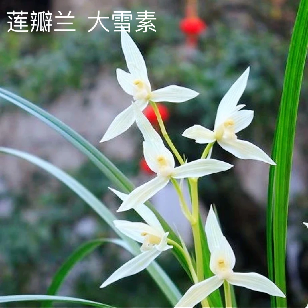 【大雪素】莲瓣兰名品国兰花开浓香好养易活对版人工种植