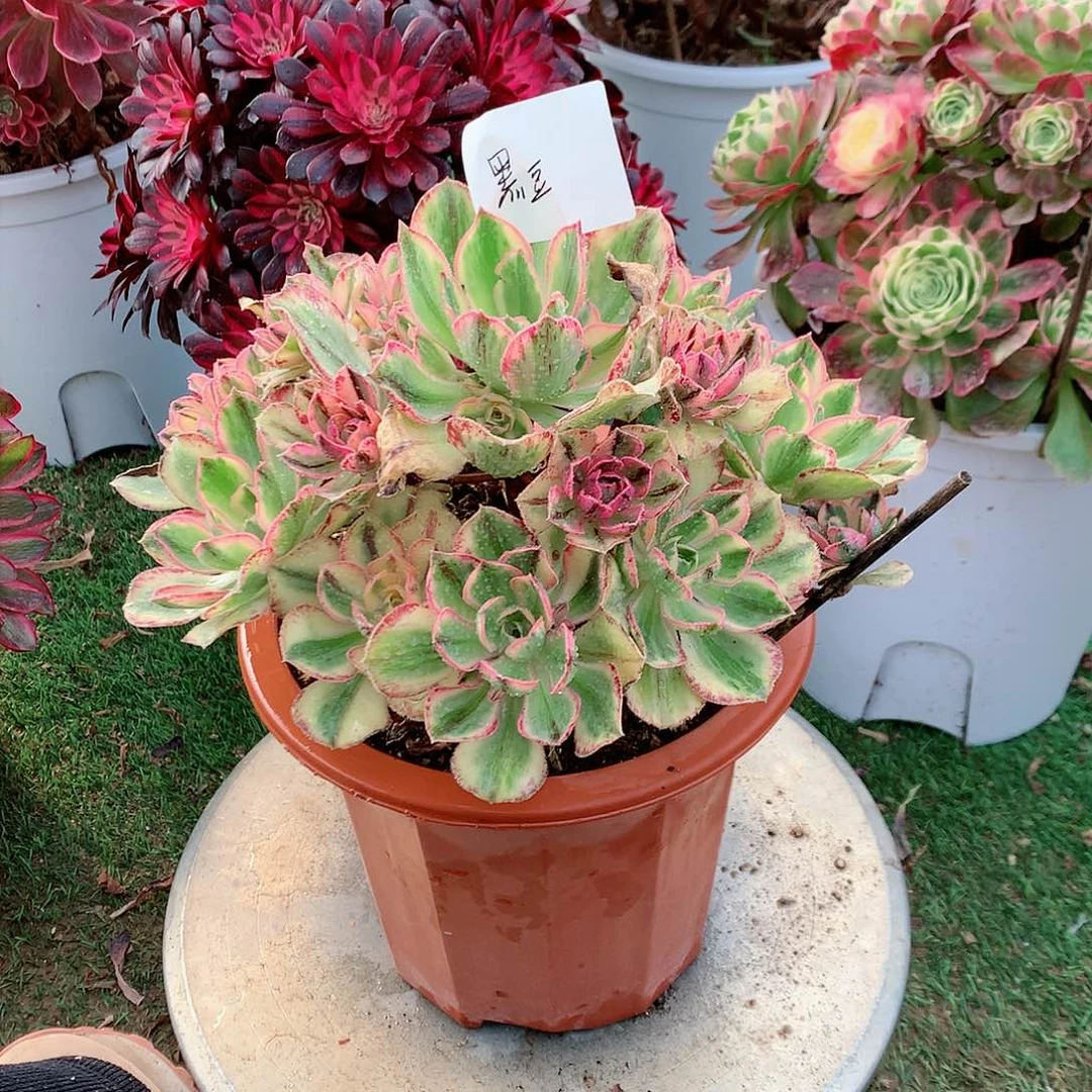 【闪购商品】黑*青花瓷，多肉