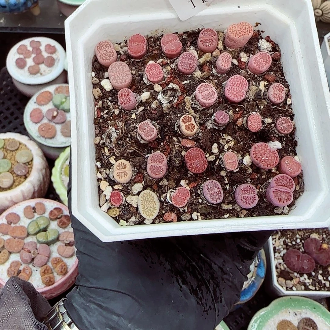 生石花满18包邮1127-154