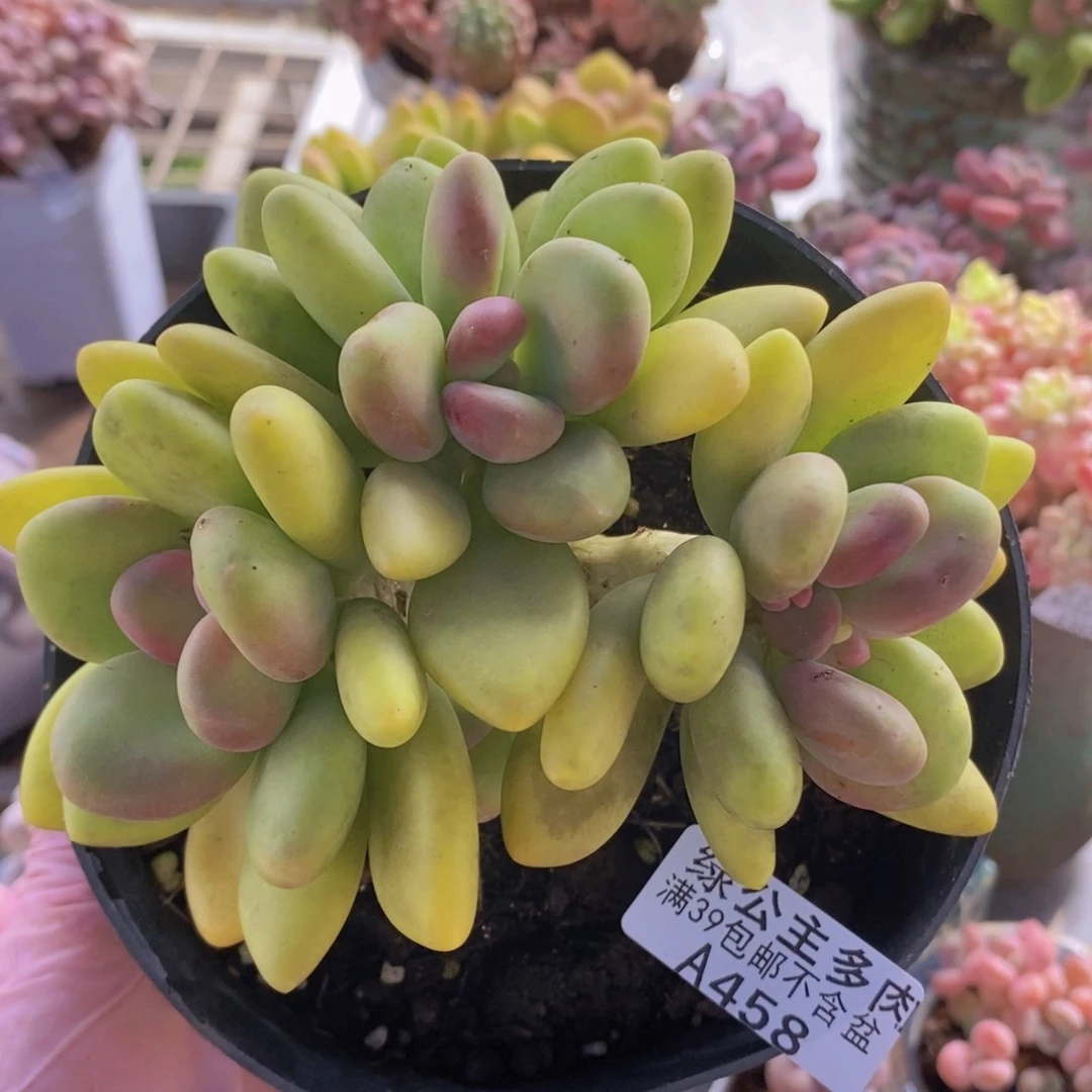 芒果奶10cm458多肉植物
