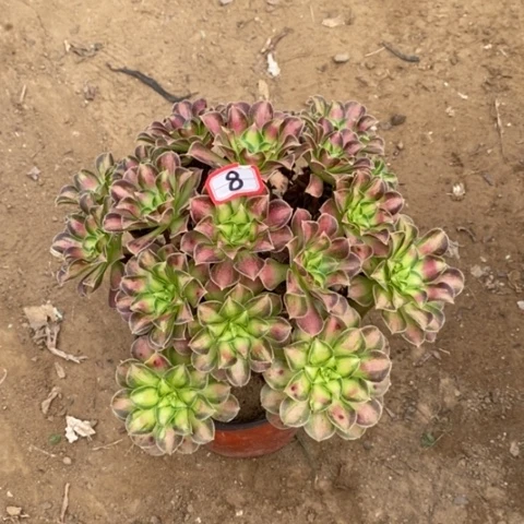 韶华捧花一物一拍