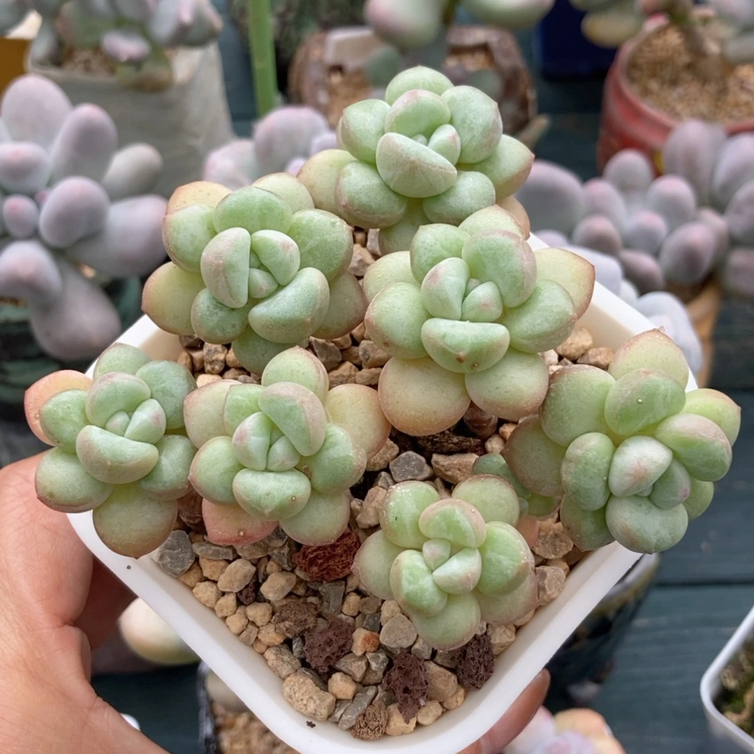 泡泡糖奶一物一拍