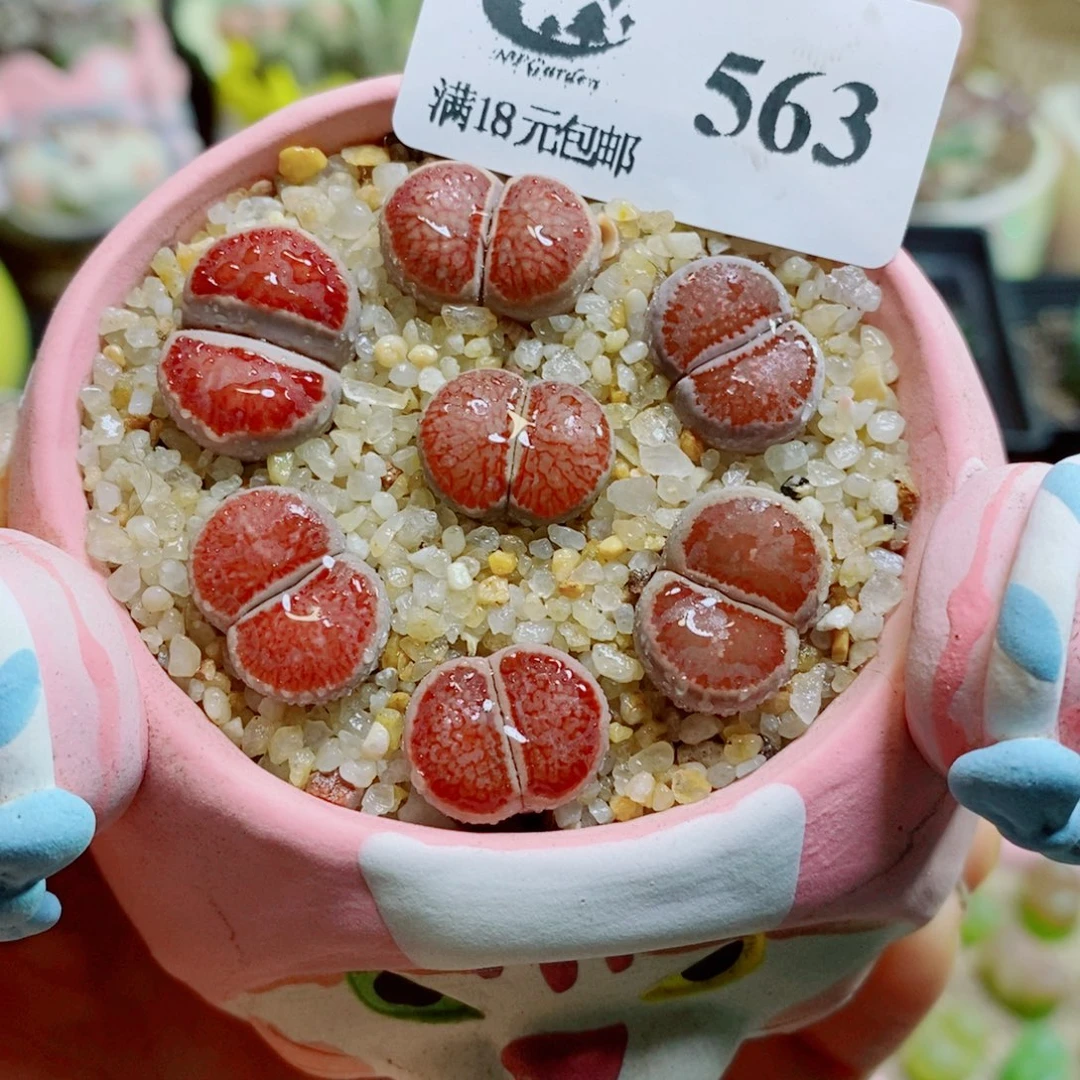 生石花花花花花花563