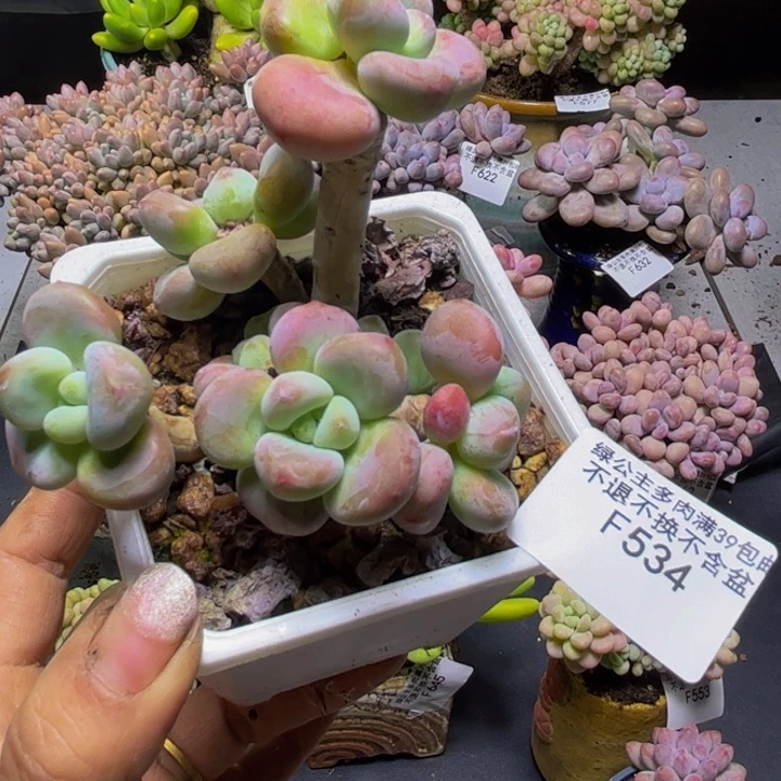 红洛神534/8cm多肉