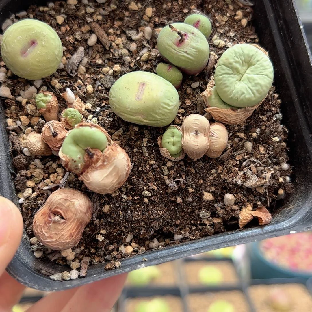 【闪购商品】328 清盒