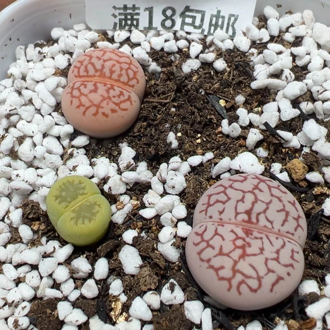 【闪购商品】 285。