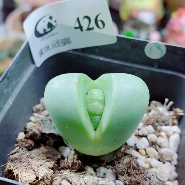 生石花花花花花花花426