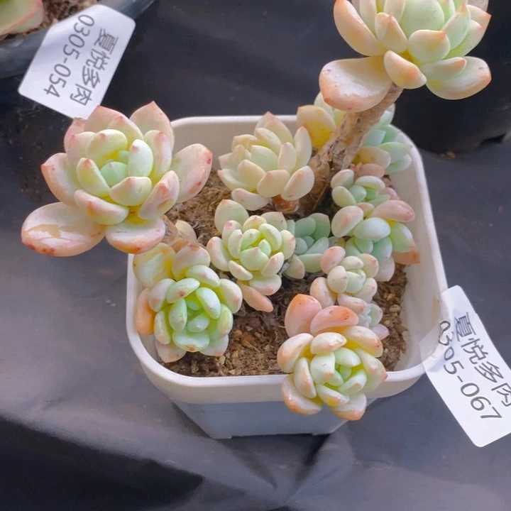 夏悦多肉 0305-67冷香