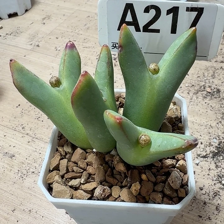 和***红217。满38包邮肉锥