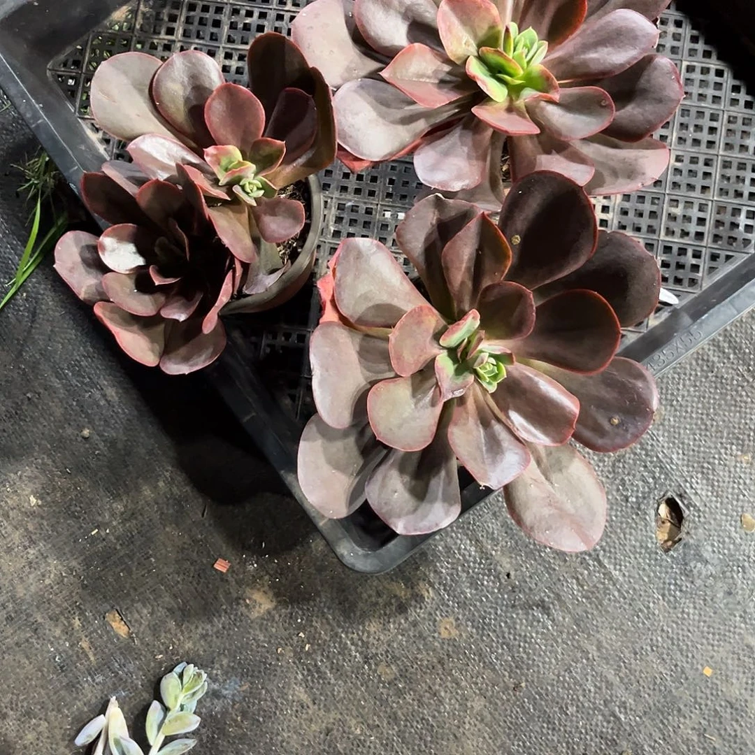 郭***芬0000000000000000389
