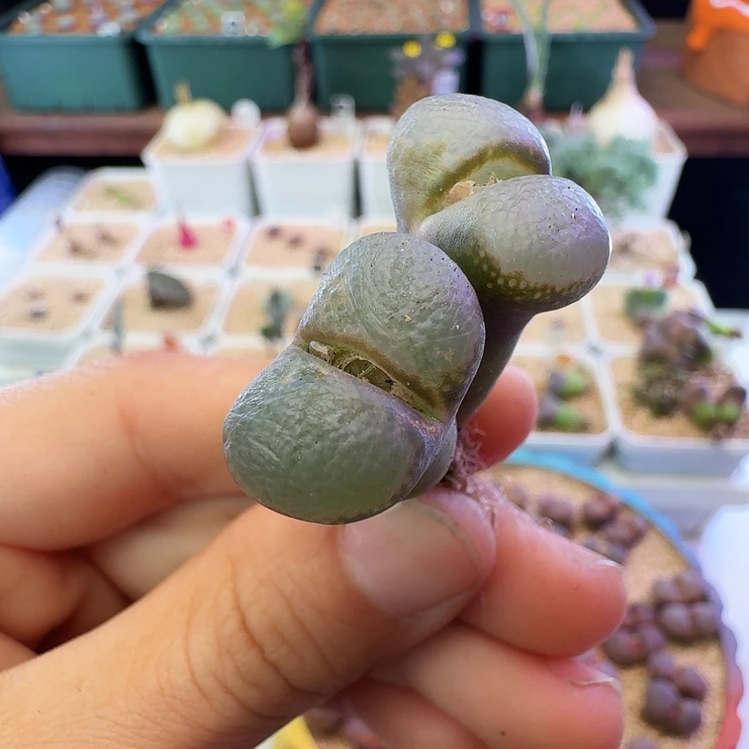 福利瑕疵风铃介意慎拍351