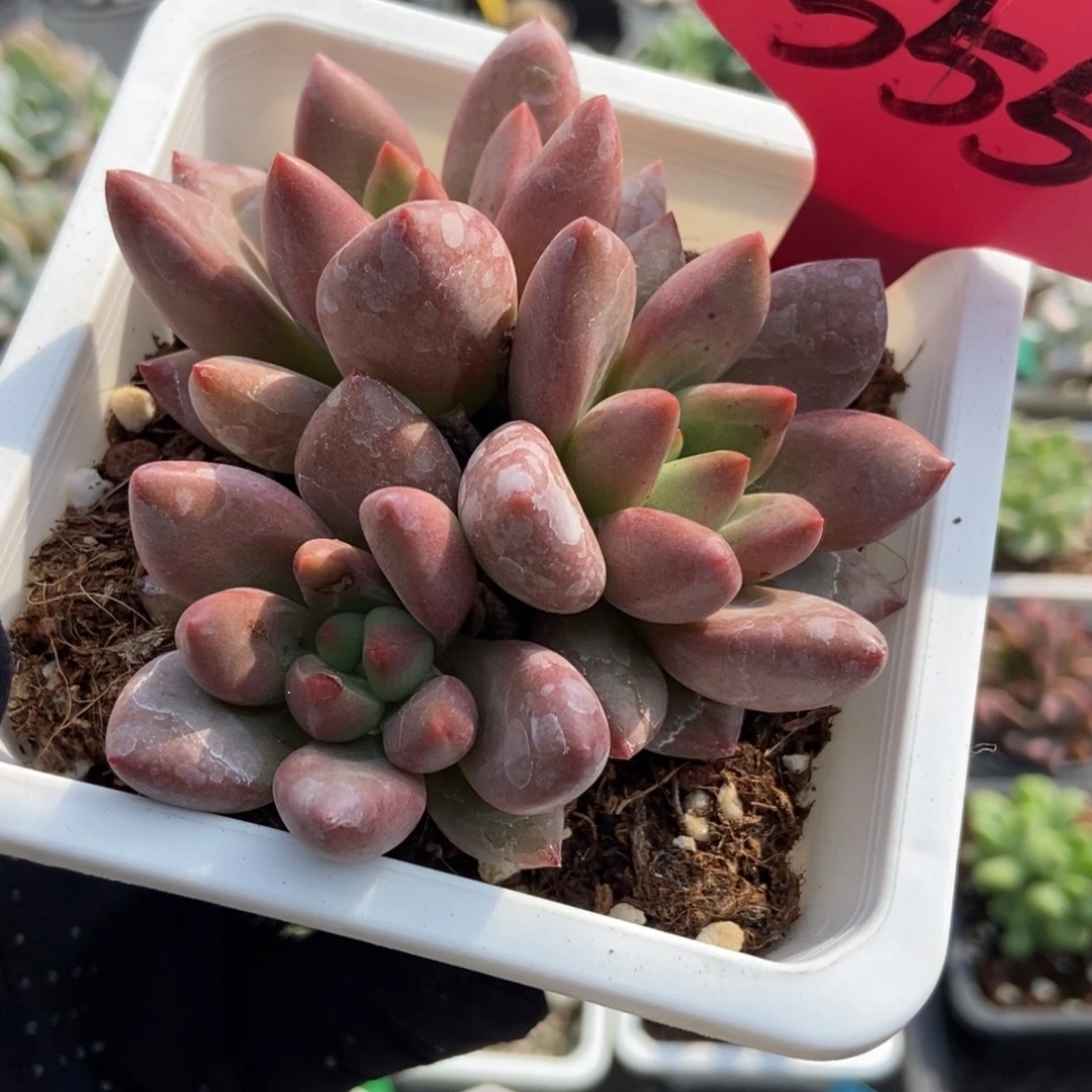 555桃花源多肉植物