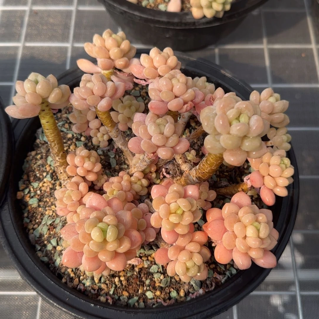 从前慢花园精选多肉鱼子酱