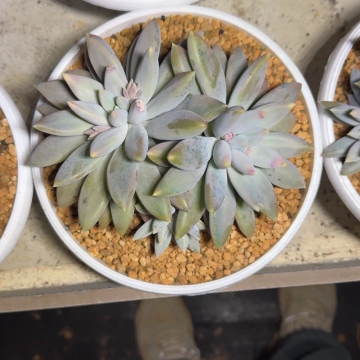 焦糖体 哥特 3头 一物一拍