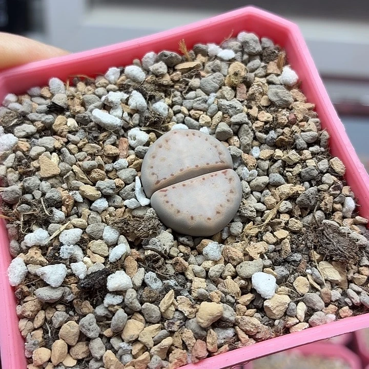 A010c171粉饼干尺寸2.1