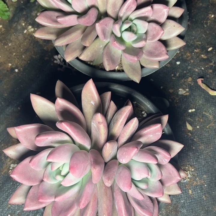 欢***）云欣多肉植物2颗桃花源