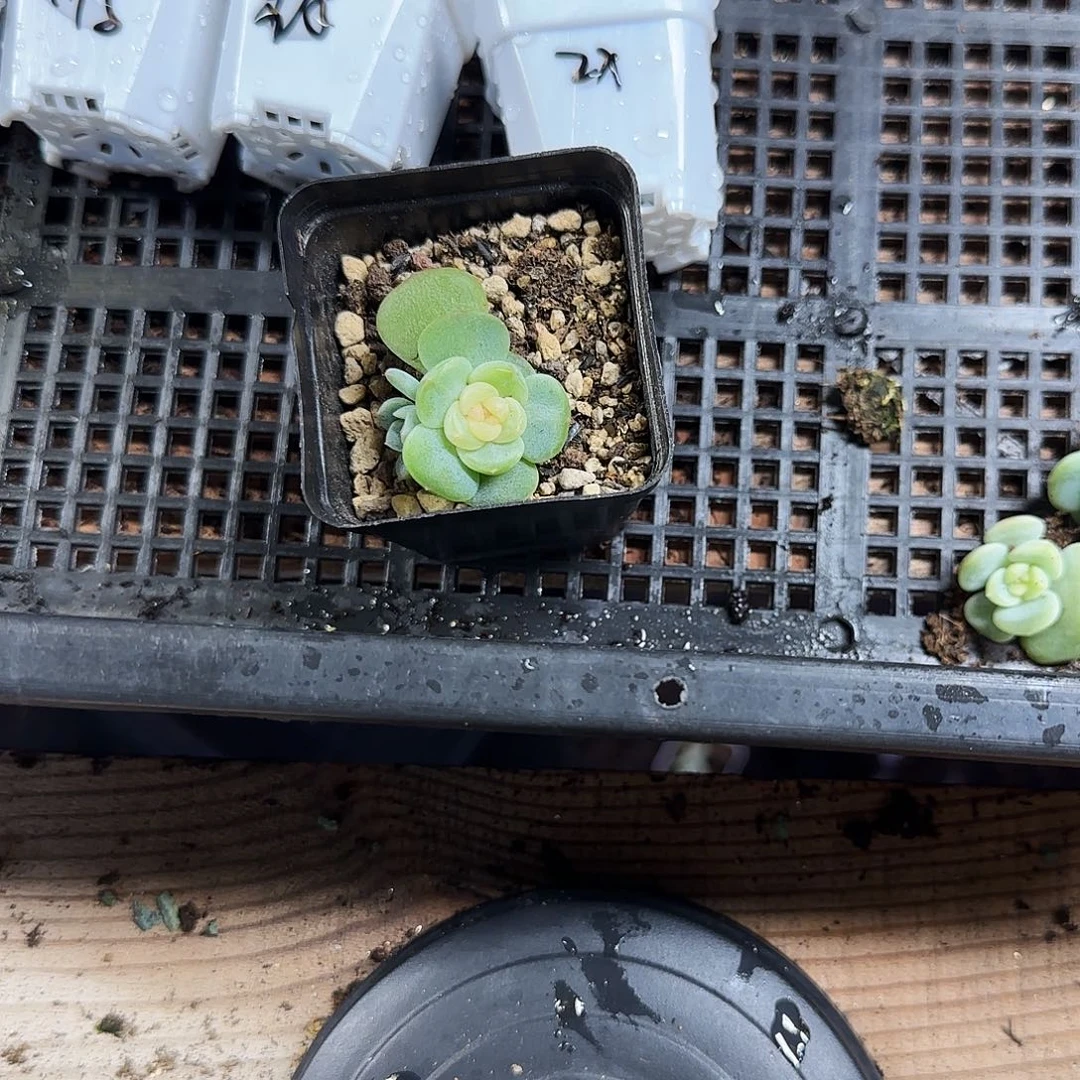 居***y恋月中盆一个满25包邮