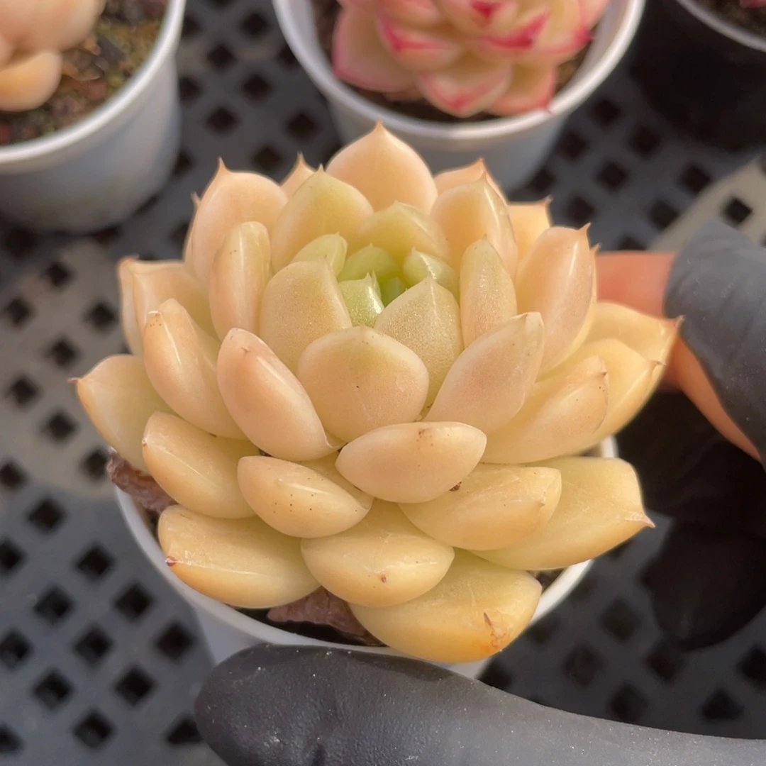 优选麦秆小精品1135
