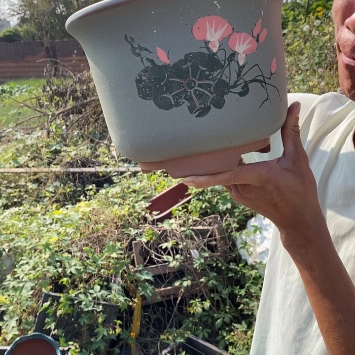 紫砂紫砂紫砂紫砂