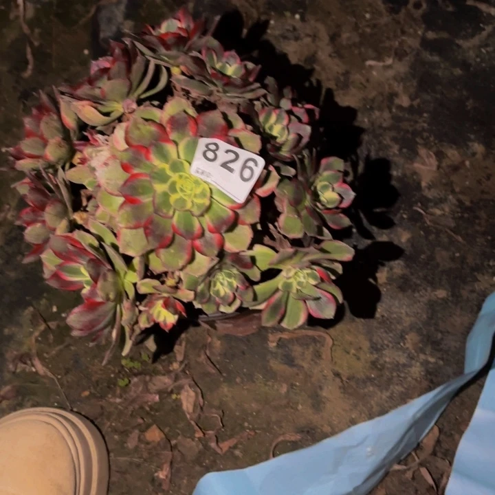 826高贵多肉植物不售后